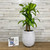 DRACAENA MASS CANE 12" 3PP